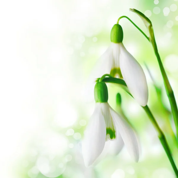 Flores de gota de neve — Fotografia de Stock