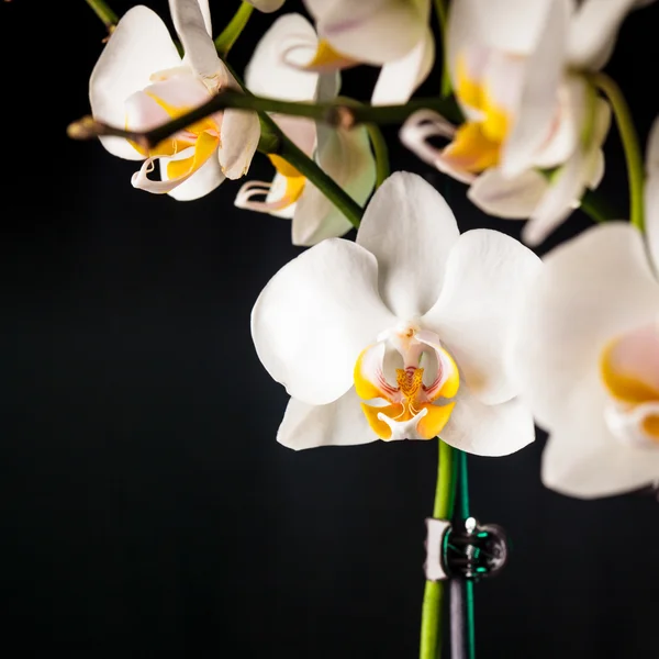 Weiße Orchideenblüten — Stockfoto