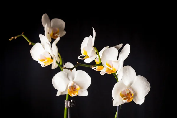 Weiße Orchideenblüten — Stockfoto