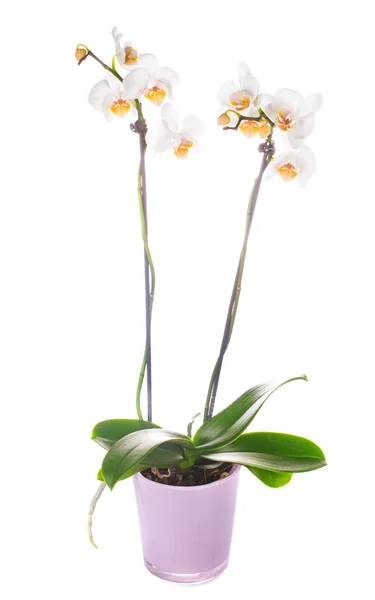 Orquídea blanca crece en maceta — Foto de Stock