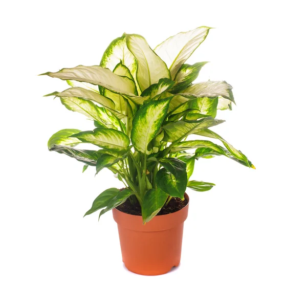 Dieffenbachia geïsoleerd — Stockfoto