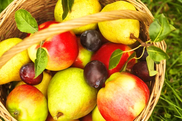 Appelen en peren op gras — Stockfoto