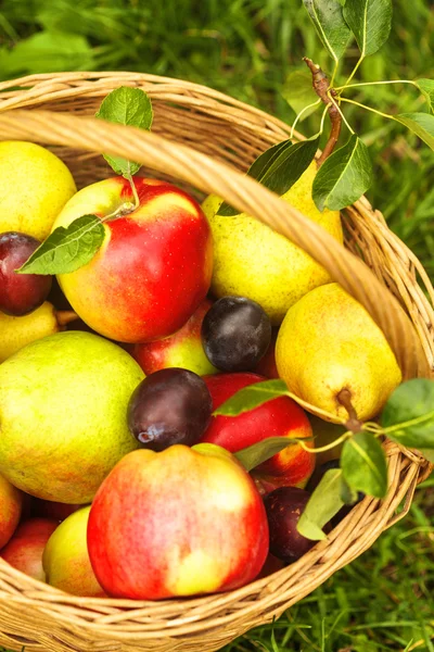 Appelen en peren op gras — Stockfoto