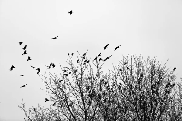 Kuzgunlar ağaçları