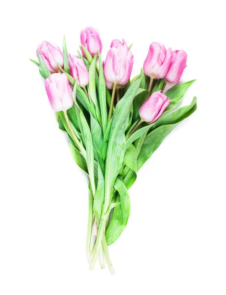 Pink tulips isolated — Stock Photo, Image