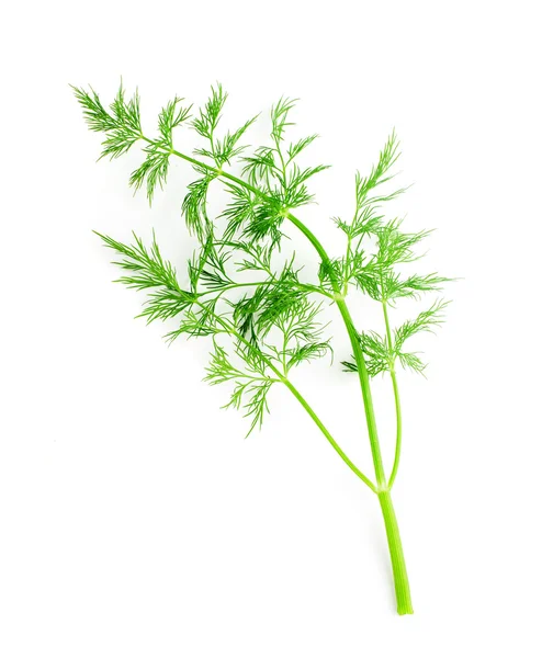 Dill isolated — Stock Photo, Image