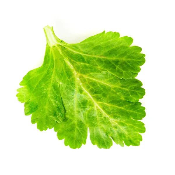 Yeşil kereviz yaprağı — Stok fotoğraf