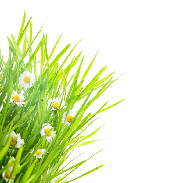 Grünes Gras und Gänseblümchen — Stockfoto