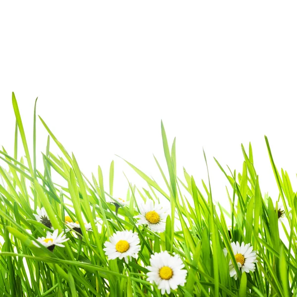 Zelené trávy a daisy — Stock fotografie