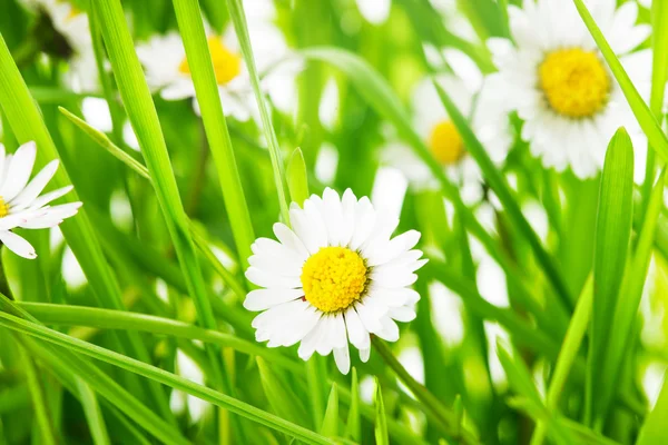 Groen gras en daisy — Stockfoto