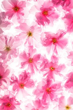 sakura deseni