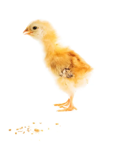 Cute chick — Stock Photo, Image