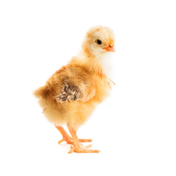 Cute chick — Stock Photo, Image