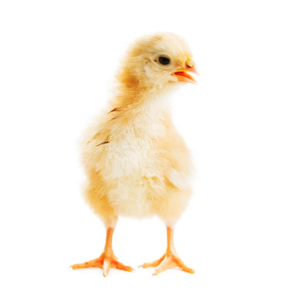 Cute chick — Stock Photo, Image