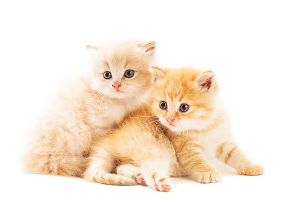 Dos gatitos rojos — Foto de Stock