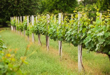 bahar bağ satırları