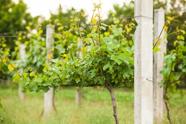 Wijngaard rijen in het voorjaar van — Stockfoto