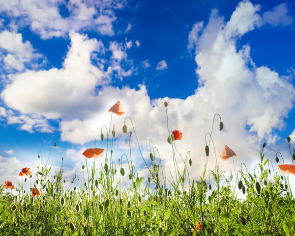Poppies alan — Stok fotoğraf