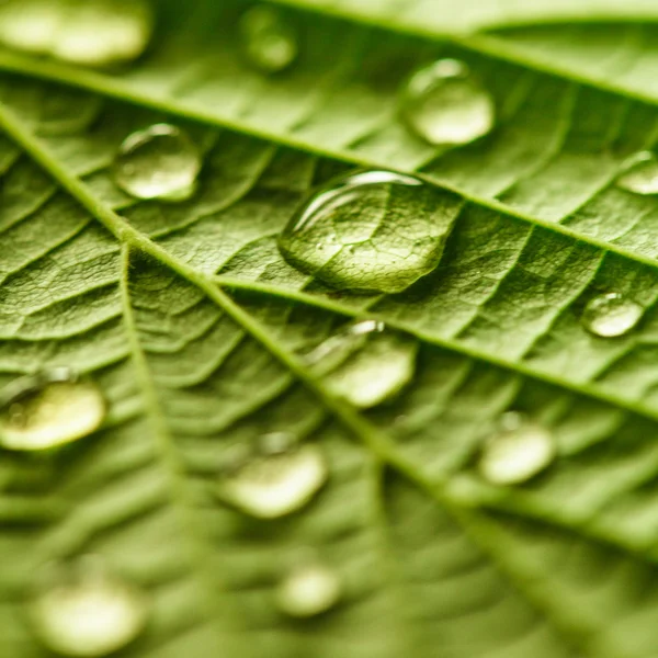 Macro folha verde — Fotografia de Stock