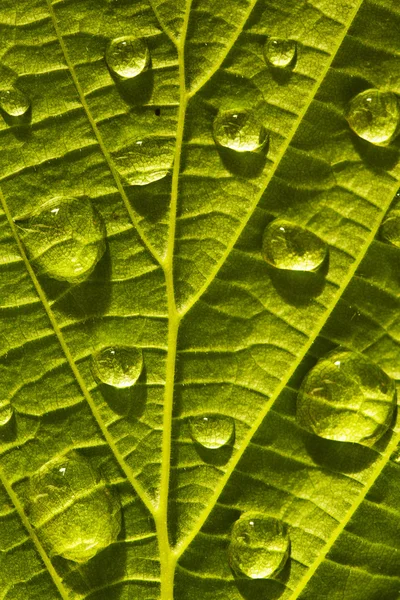 Zielony liść makro — Zdjęcie stockowe