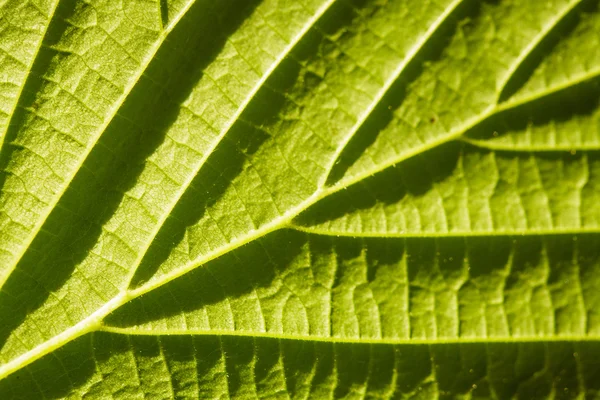 緑の葉のマクロ — ストック写真
