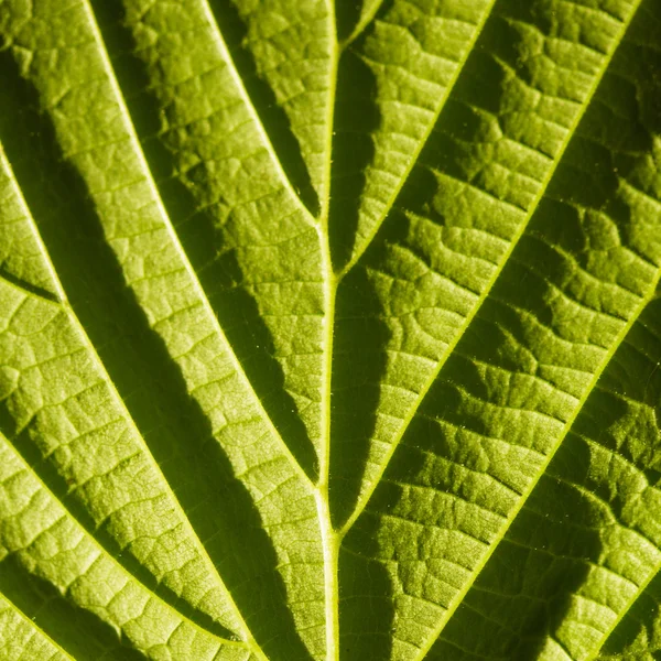 Groene blad macro — Stockfoto