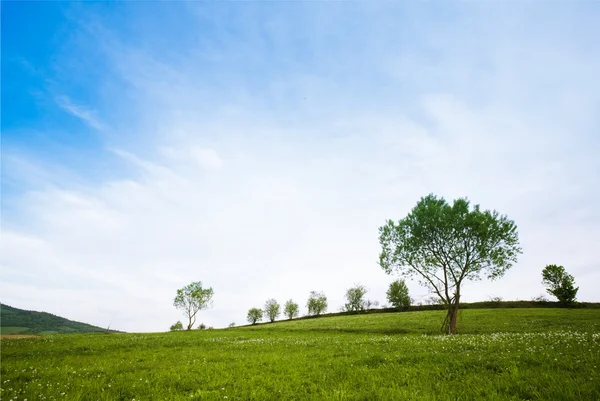 Fields in mountains — Stock Photo, Image