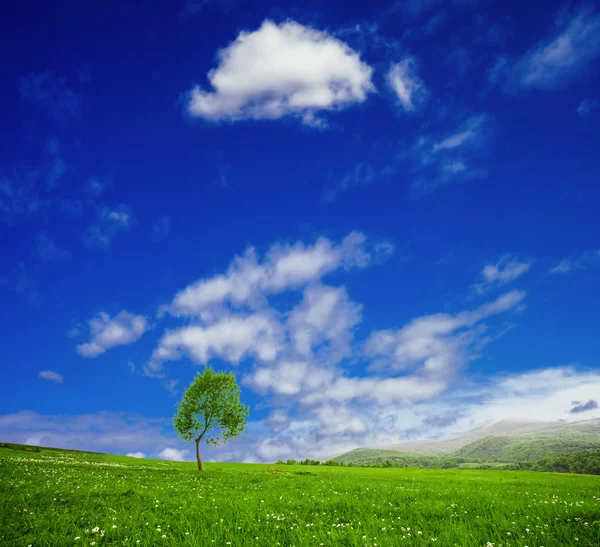 Un árbol — Foto de Stock