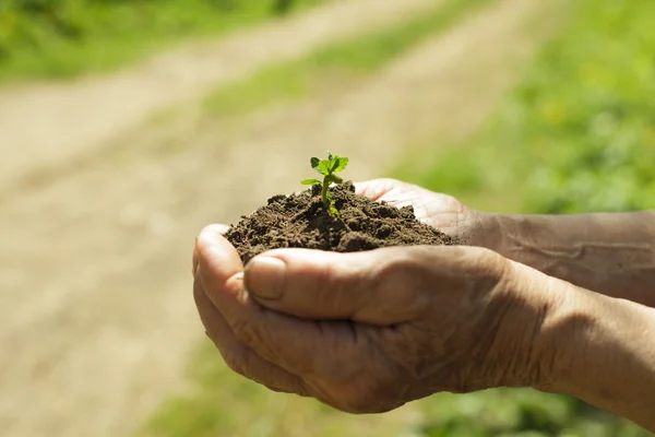 Mãos com solo e planta — Fotografia de Stock