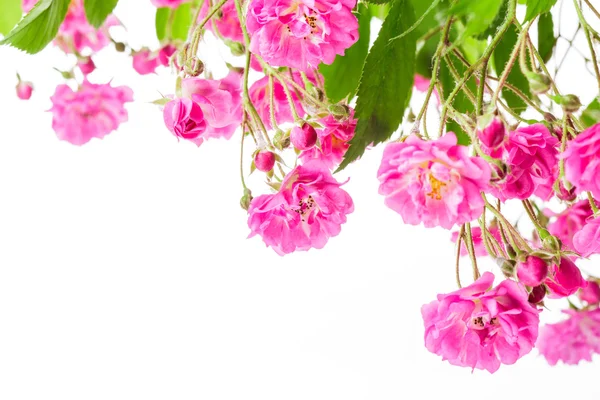 Roze rozenstruik — Stockfoto