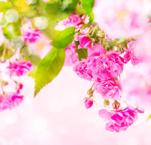 Rosas cor de rosa — Fotografia de Stock