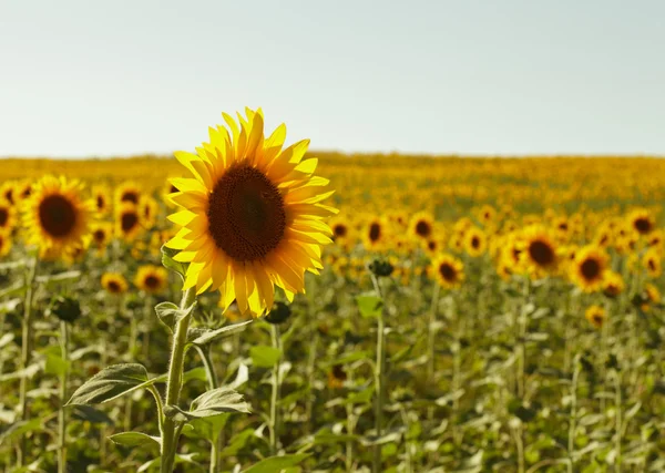 Champ de tournesol — Photo