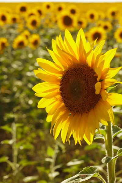 Champ de tournesol — Photo