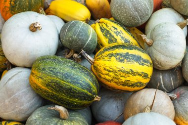 Pumpkin harvesting