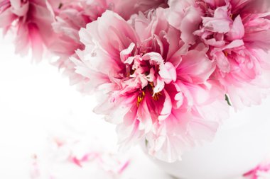 Cam vazo içinde pembe peonies