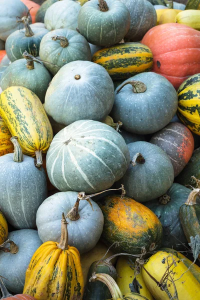 Récolte de citrouilles — Photo