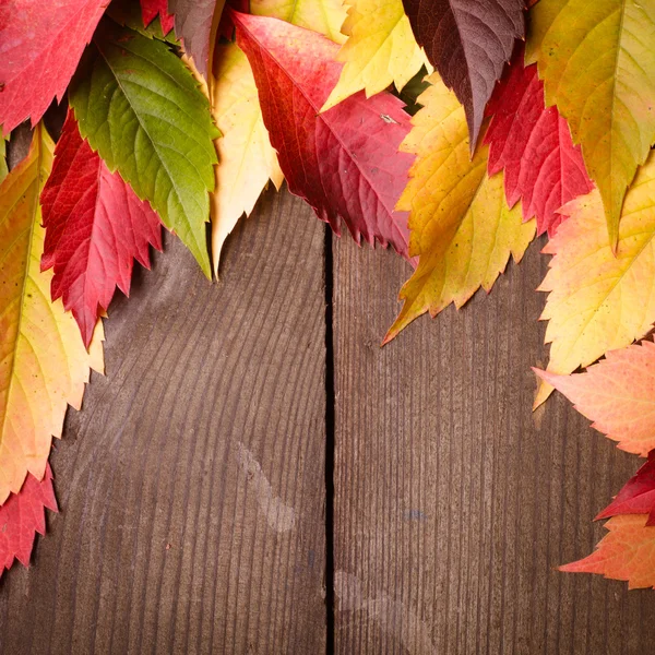 Cadre d'automne — Photo