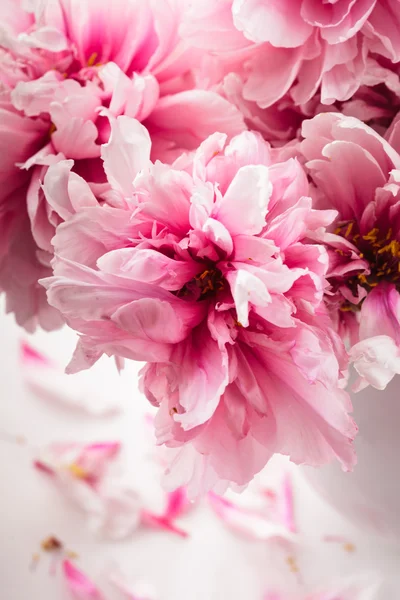 Cam vazo içinde pembe peonies — Stok fotoğraf