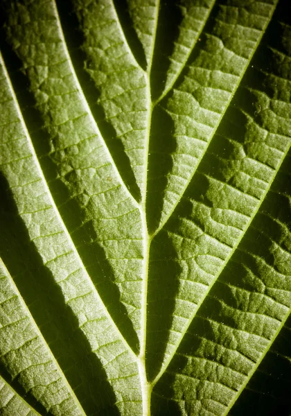 Groene blad macro — Stockfoto