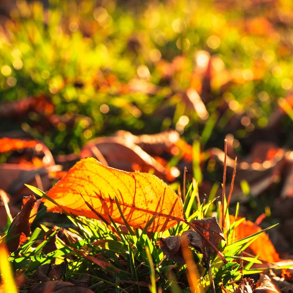 Autumnal leaf — Stock Photo, Image