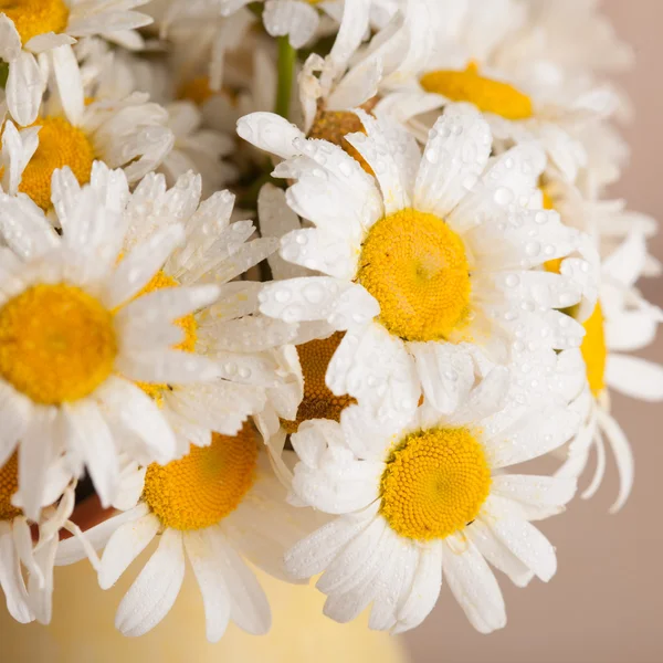 White daisies — Stock Photo, Image