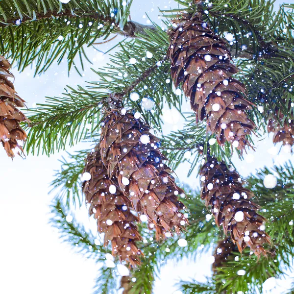 Pine branch — Stock Photo, Image