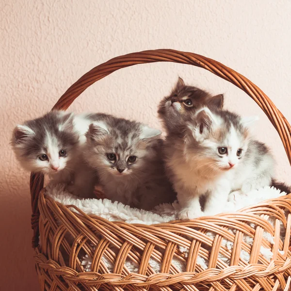 Vier grijs kittens — Stockfoto