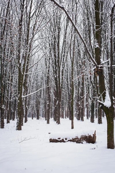 Winter forest — Stock Photo, Image