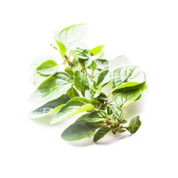 Oregano — Stockfoto