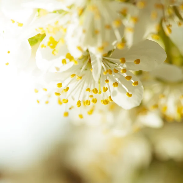 Bokeh primavera — Fotografia de Stock