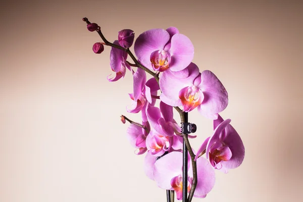 Orquídea púrpura — Foto de Stock