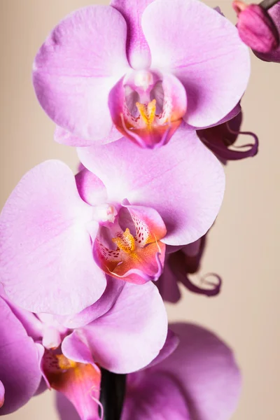 Purpurorchidee — Stockfoto