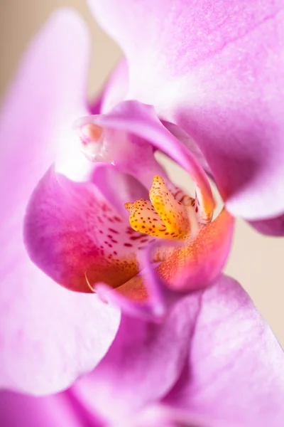 Paarse orchid — Stockfoto