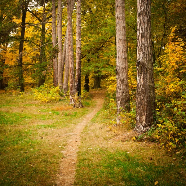 Bosque de otoño —  Fotos de Stock